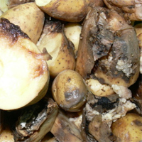 Картопля вражають чимало хвороб, в тому числі ще й такі як: стеблевая нематода, різні види гнилі