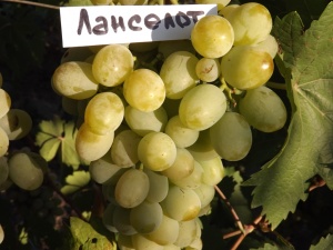 Один з кращих сортів білого   винограду   - Ланселот